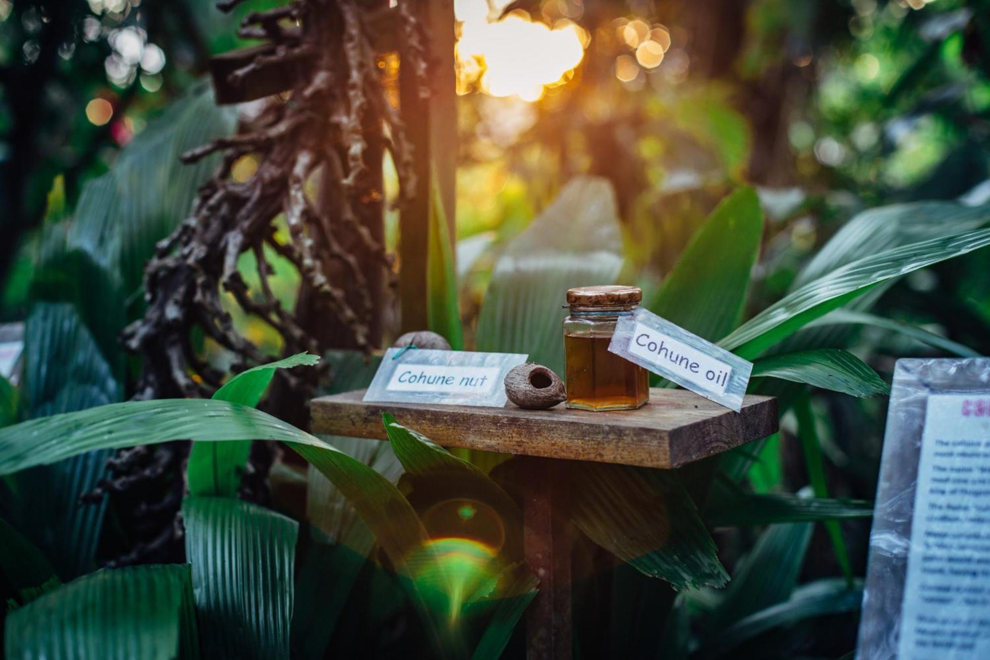 Ian Anderson Caves Branch Jungle Lodge Belmopan Zewnętrze zdjęcie